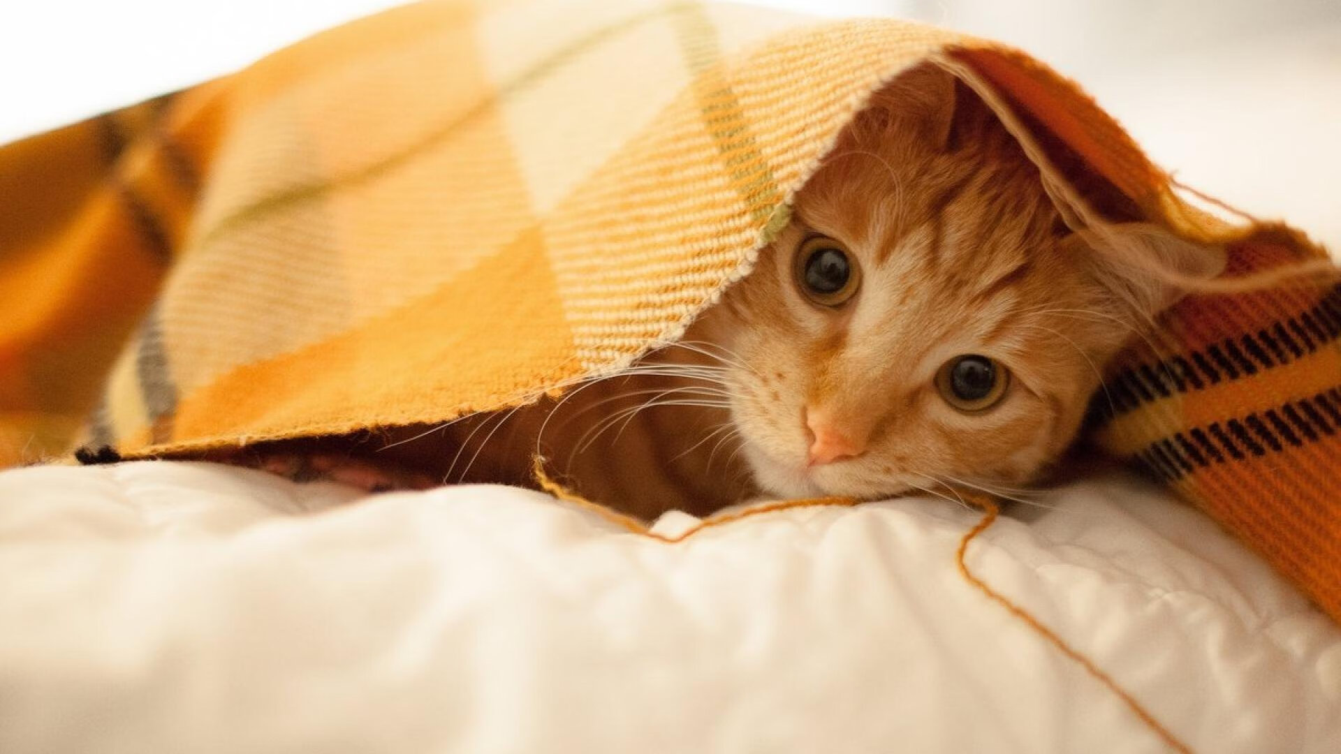 铁血鏖战，步行者硬仗破黄蜂，季后赛焦点战的战术博弈与意志胜利